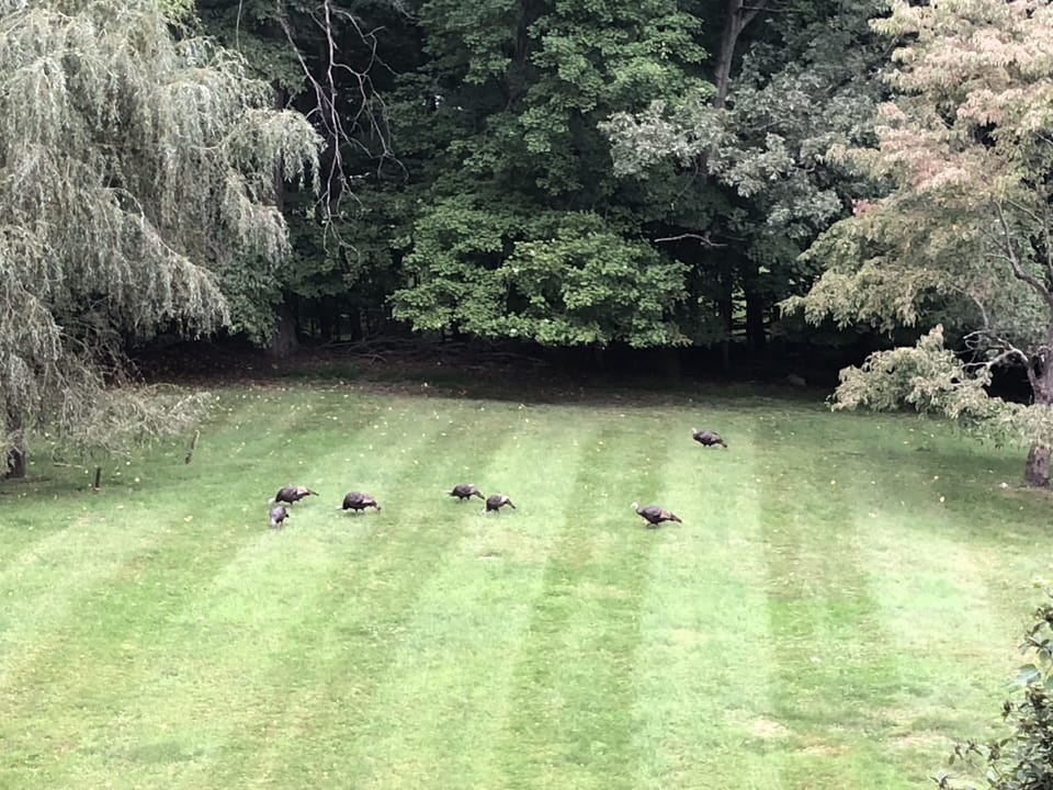Enjoy your morning  on our terrace and watch turkeys, deer and fox roam