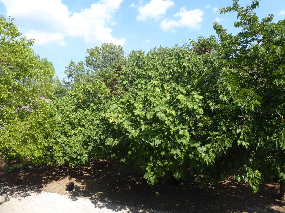 Traditional Double Room (Sirona) | Garden view
