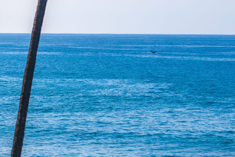 See the whale tail! Right from the lanai!