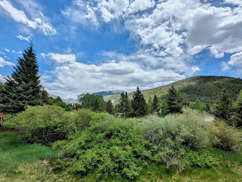 Bluebird skies and forest views #summer