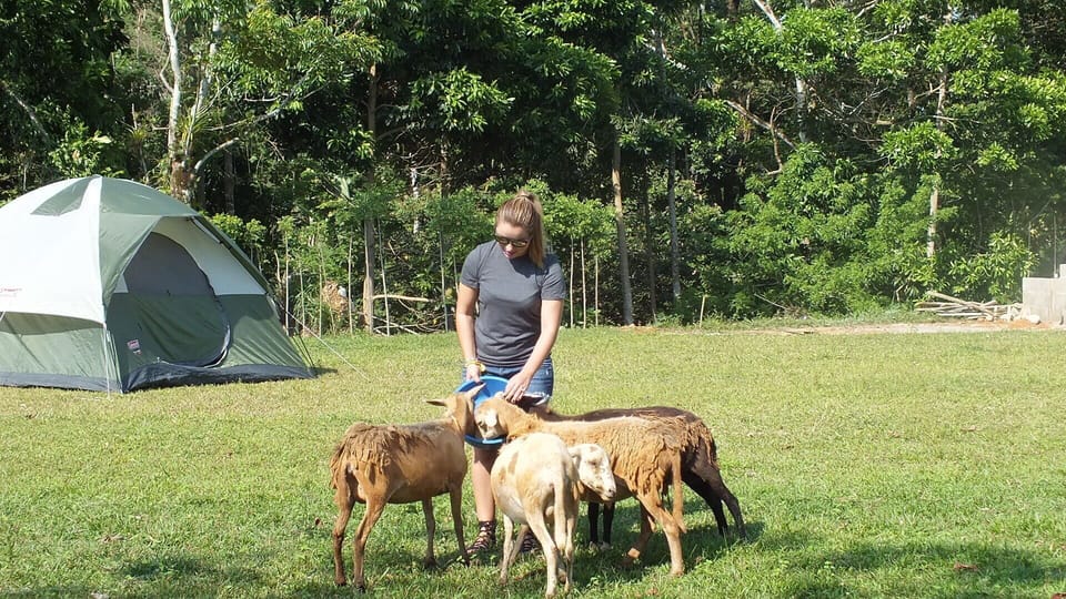 Feeding the Sheeps