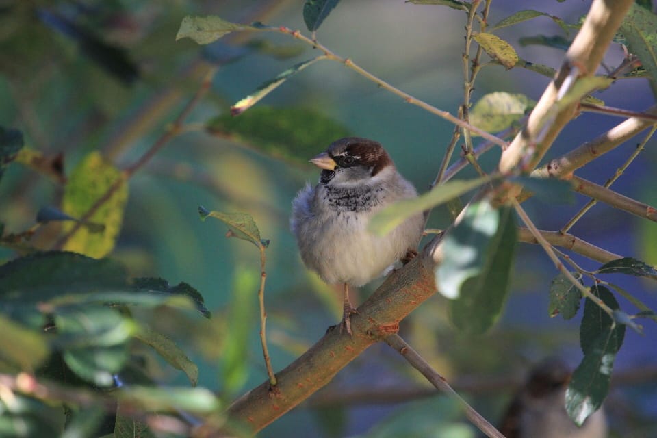 Sparrows, keeping you company