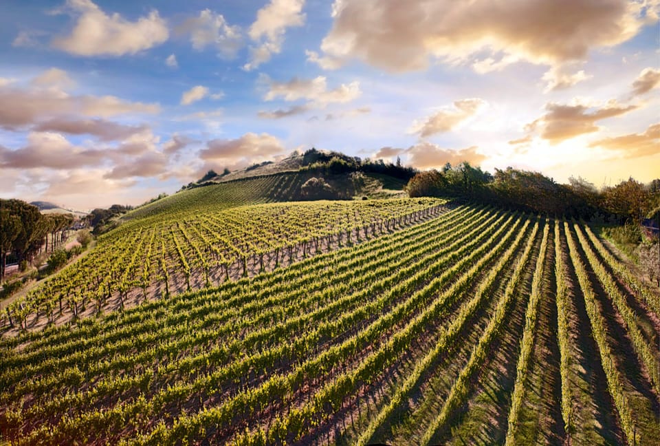 Vineyard