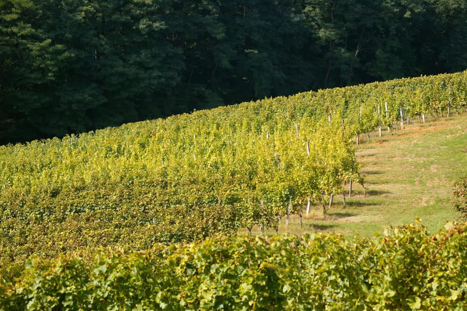 vines of Chateau la Gontrie
