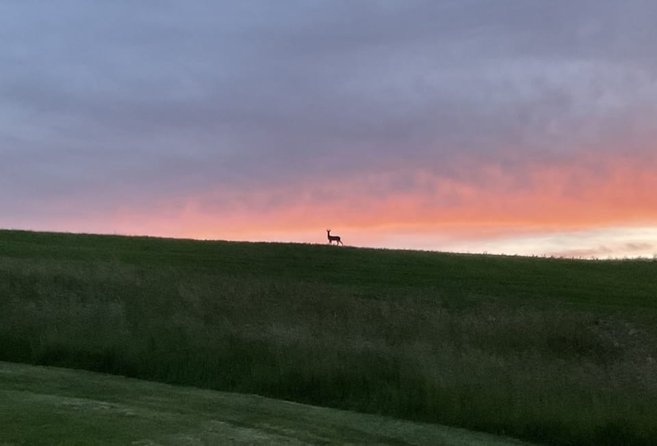 Deer and hares can be seen grazing in the garden and surrounding fields