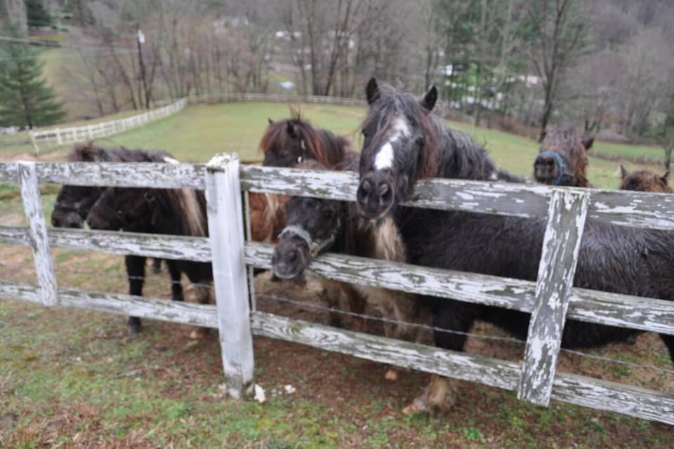 Pet the ponys but be ready to feed them carrots or apples