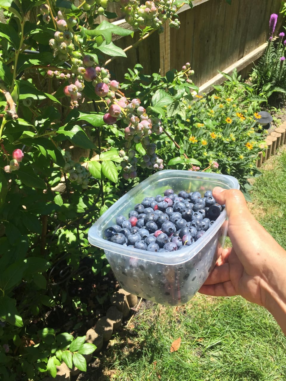 Fresh fruit in the backyard
