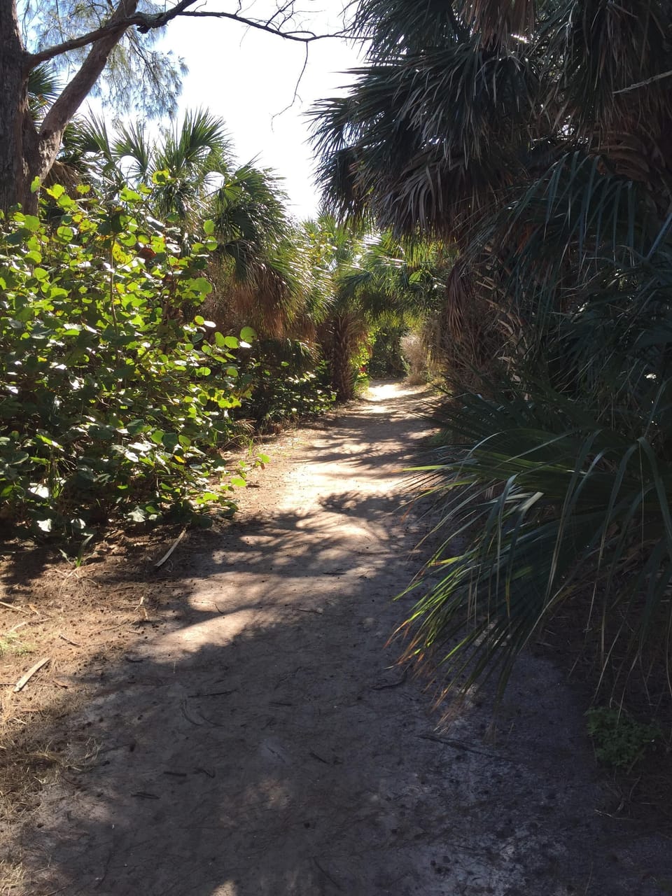 Tropical canopy to Bean Point 