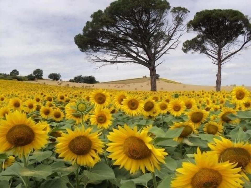Sunflowers on the old railway line between Castres and Albi