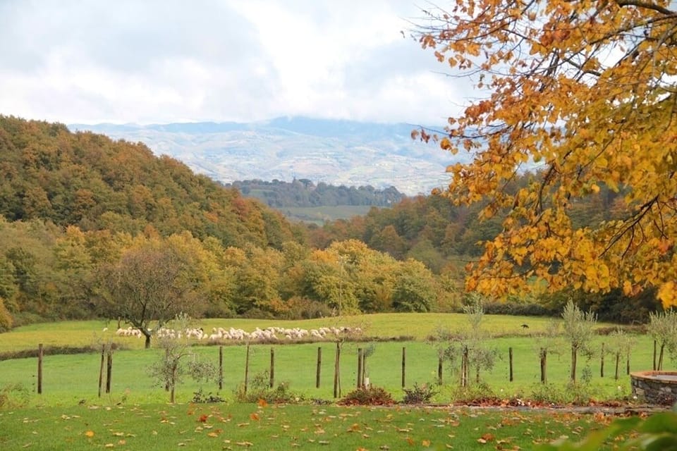View down the valley from the house