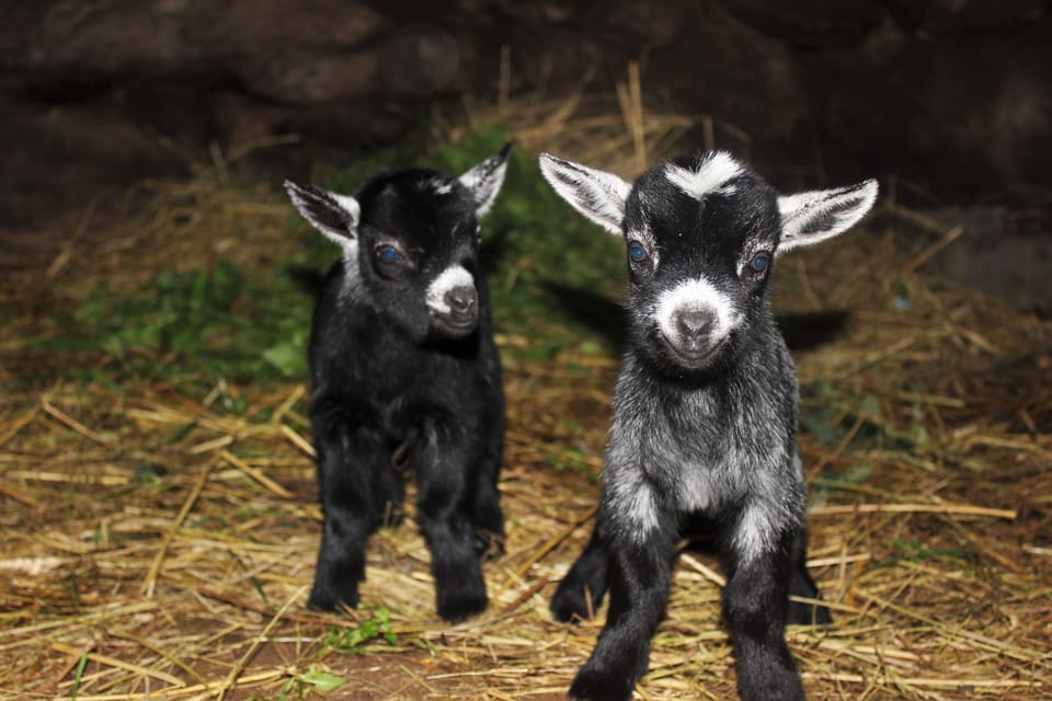 Two of the Goats da Quintinha D`Arga, Martinho and Martinha