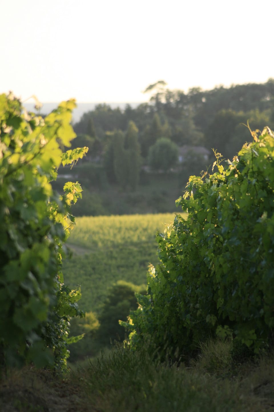 area around Chateau la Gontrie
