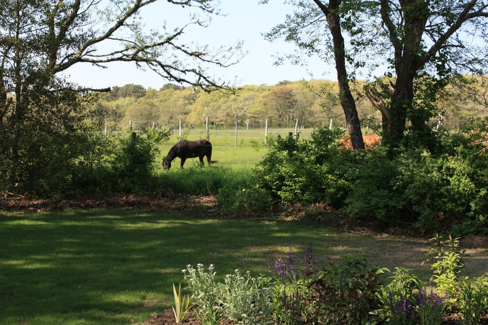 Horse pasture behind the backyard (although horses are off property in summer)