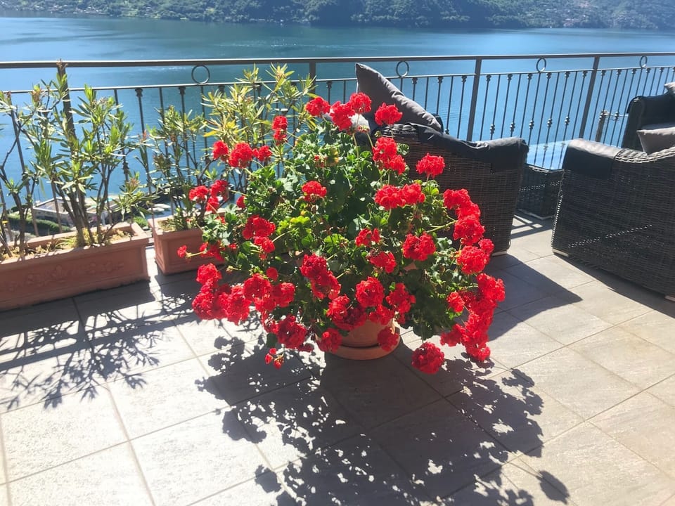 Our 15 year old geranium, must like it here!!!