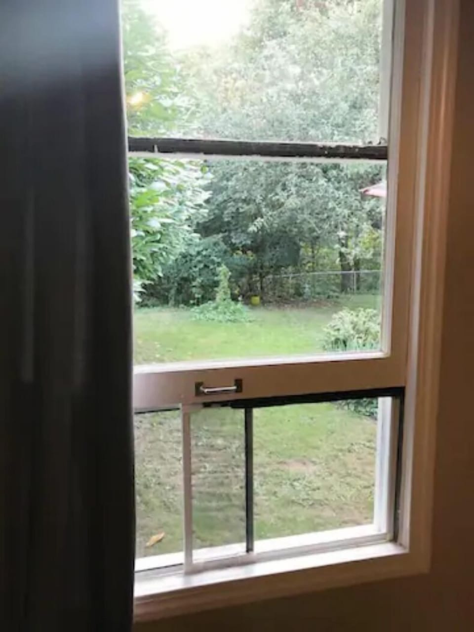 Apple Trees In The Backyard