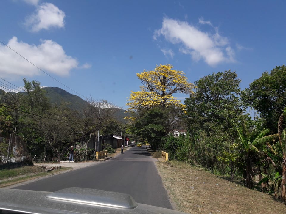 Flowering tree in El Valle