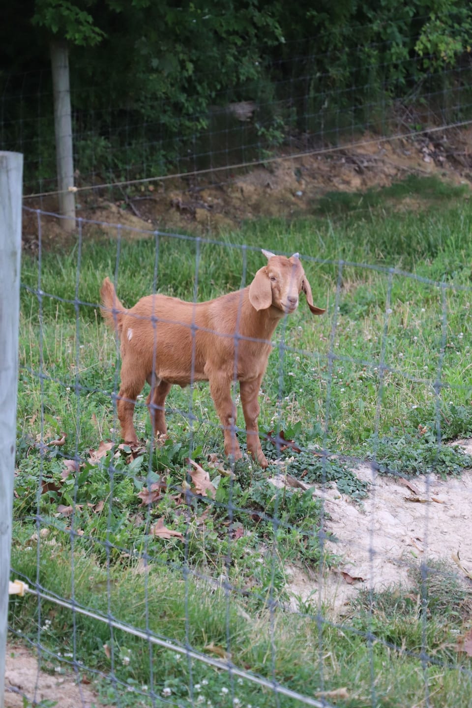 One of the goats in the pasture