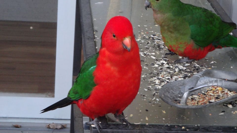 Hand feed King Parrots