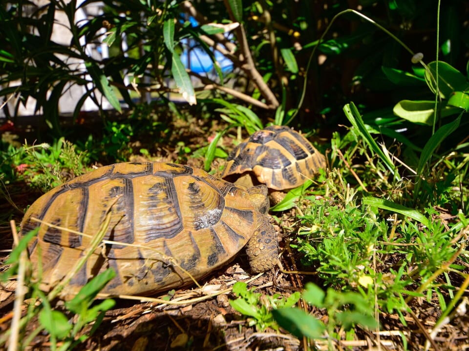 Plant, Plant Community, Grass, Terrestrial Plant, Natural Landscape