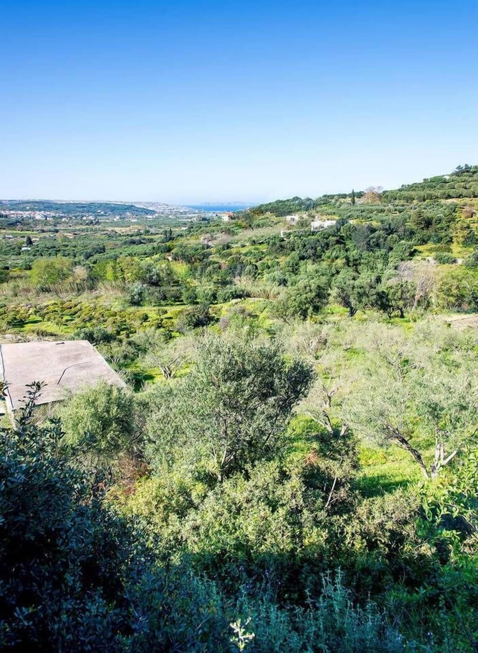 The olive groves and tangerine/orange orchards of the estate lie underneath the house
