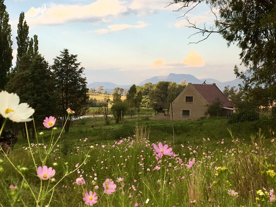 Lion House in March time when we get the wild cosmos flowering. 