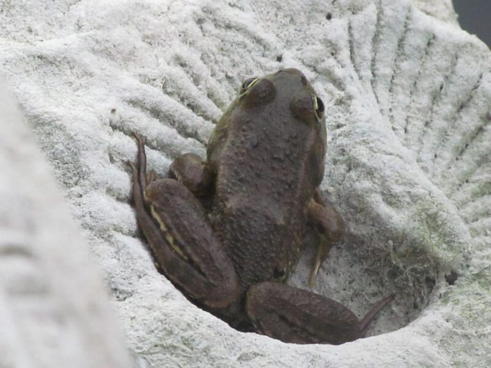 Frog nestling in a fossil, of which there are many in the garden.