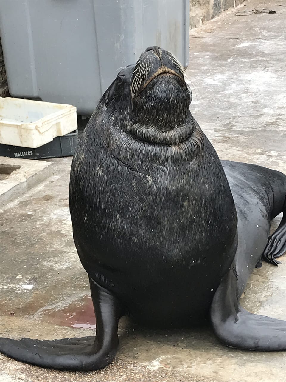 Roberto en Puerto de Punta del Este