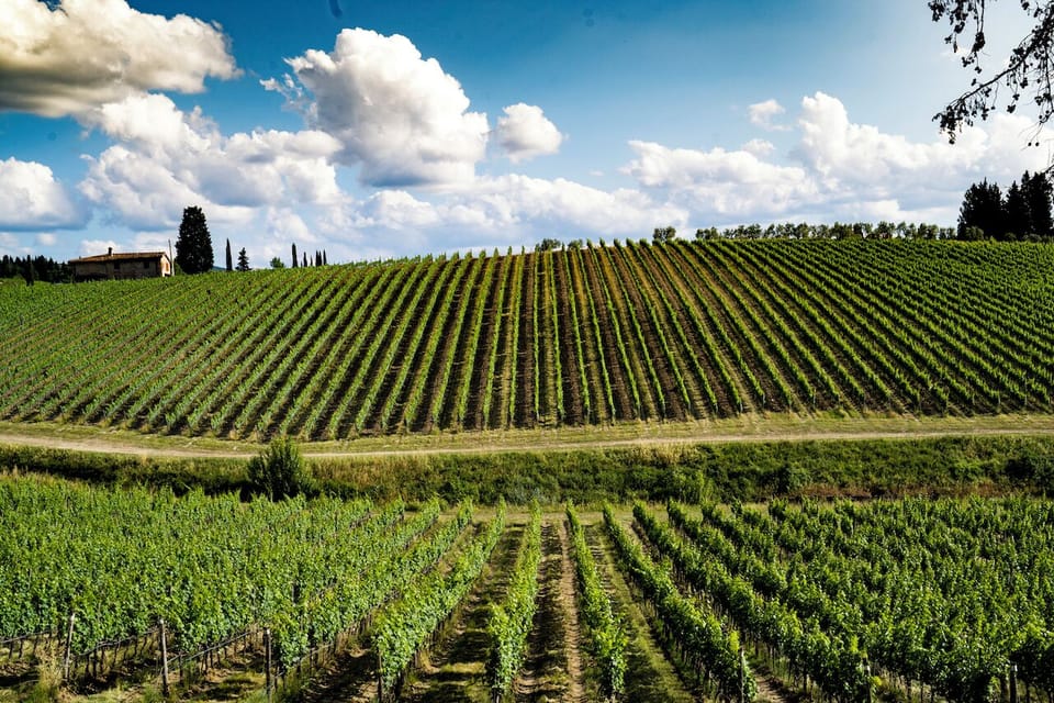 Vineyard