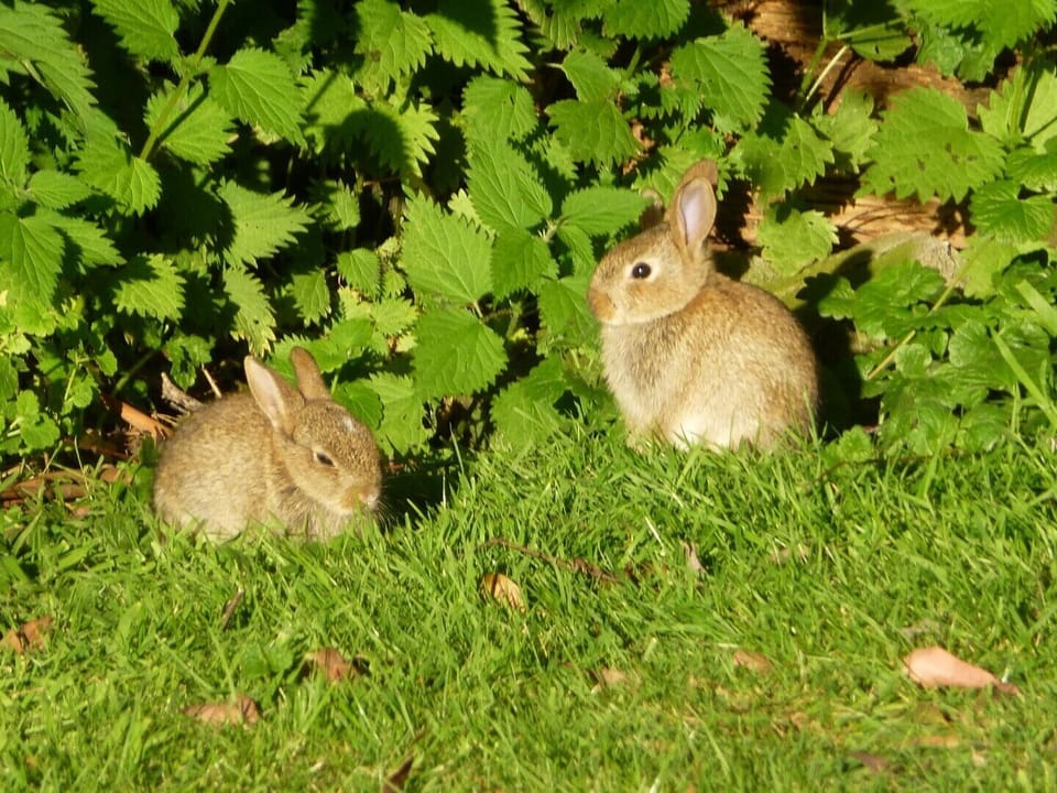some wild life seen here at Windy Ridge, New Delights