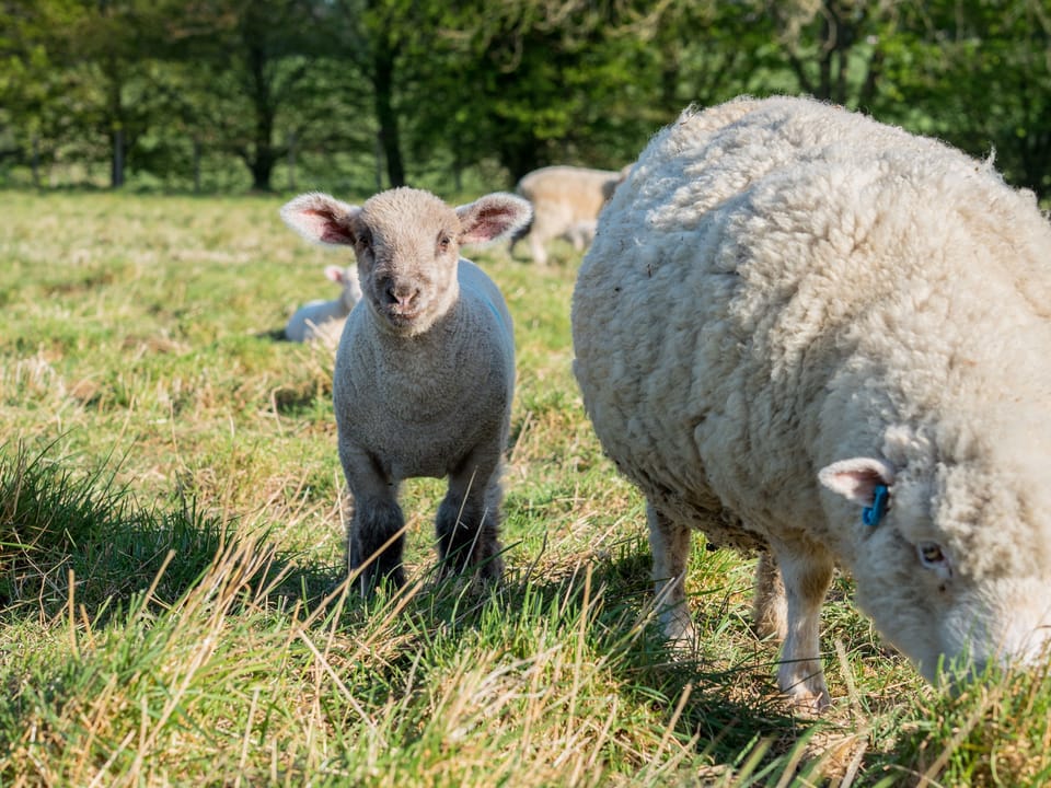 Spring lambs