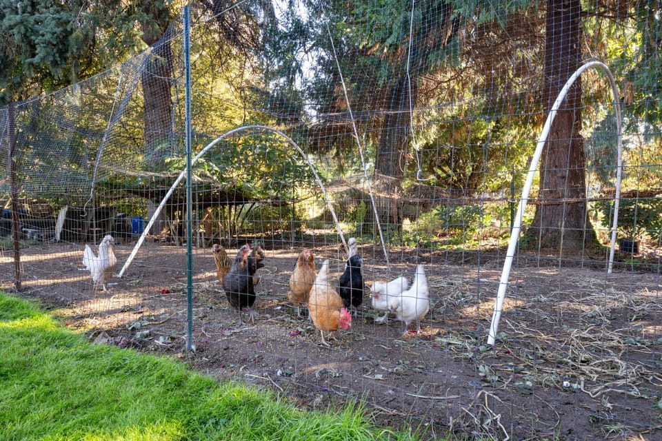 Our Chickens! 