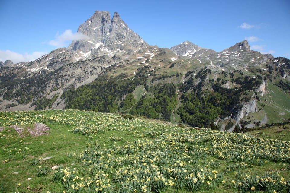 Wild daffodils in bloom with the Pyrenees peaks rising above Saint-Lary-Soulan, French Pyrenees.