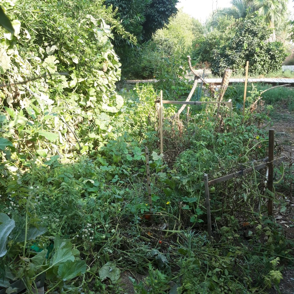My vegetables & spices garden