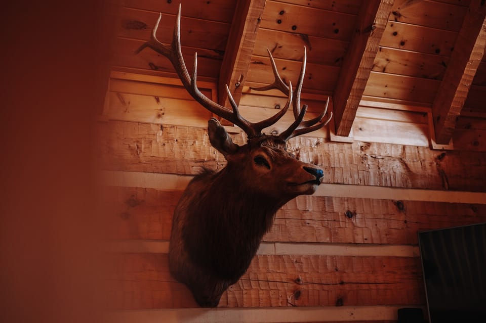 Meet Elmer the Elk!