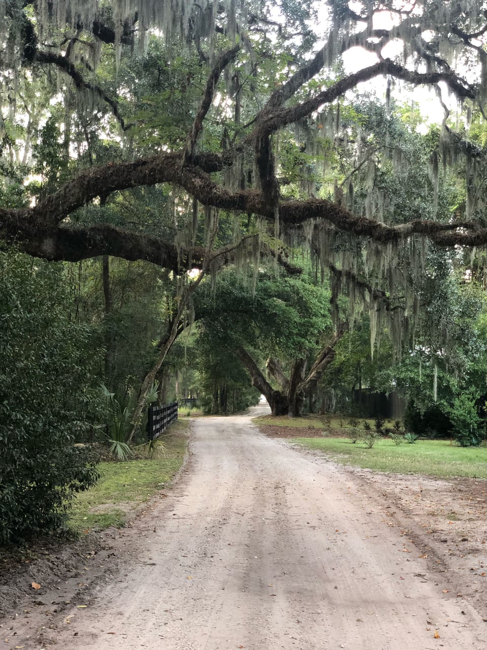 Driveway leading to peaceful oasis, passing the Secession Oak tree 