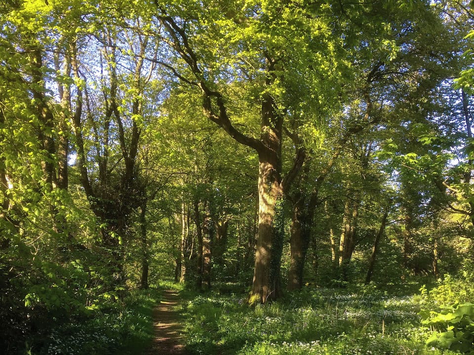 Woodland Walks | Orchard Cottage, Garlieston, near Newton Stewart