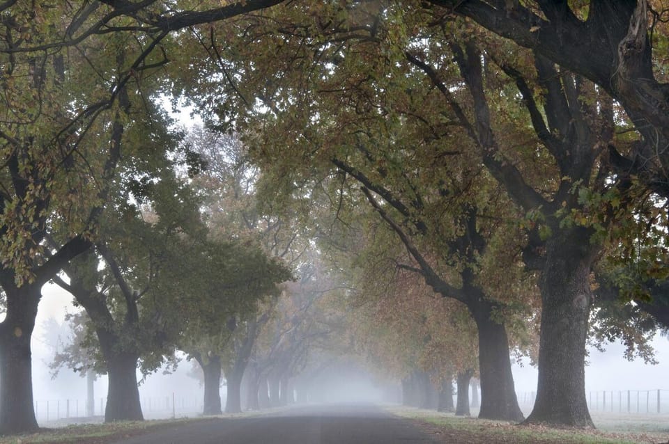 Winter fog on the avenue