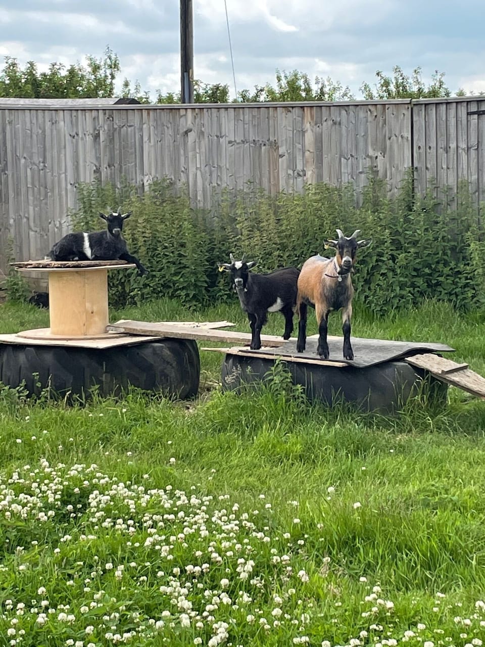 Stan, Ollie and Duke