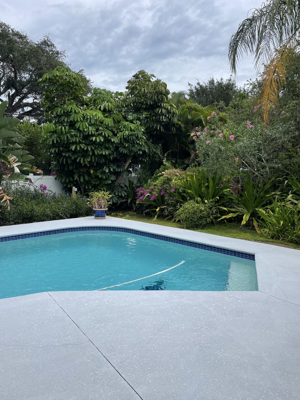 Tropical back yard with HEATED POOL 