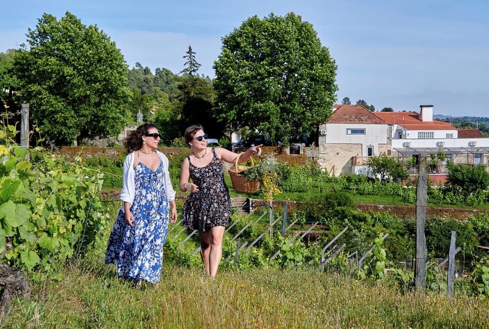 Vineyard