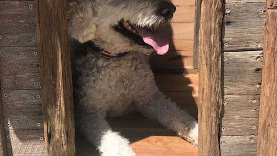 Pet-friendly