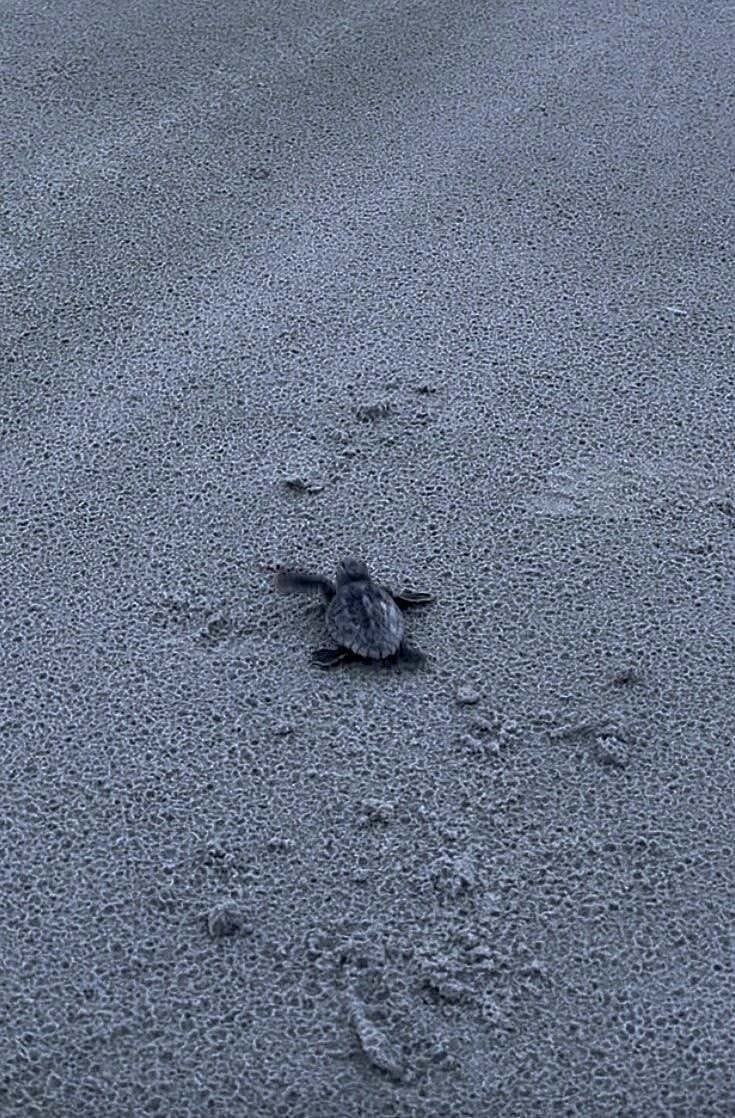 Baby Sea Turtle