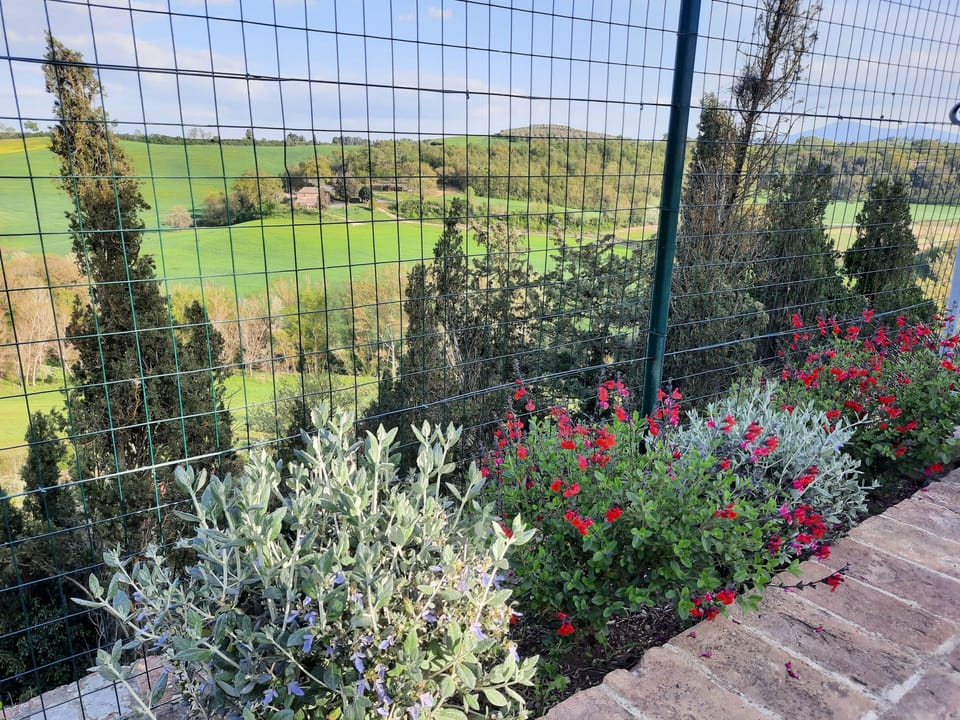 Flowery hedge at the pool
