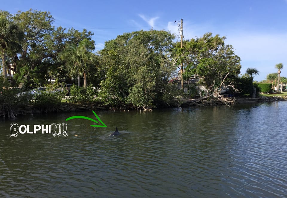 The dolphins love to visit our guests!