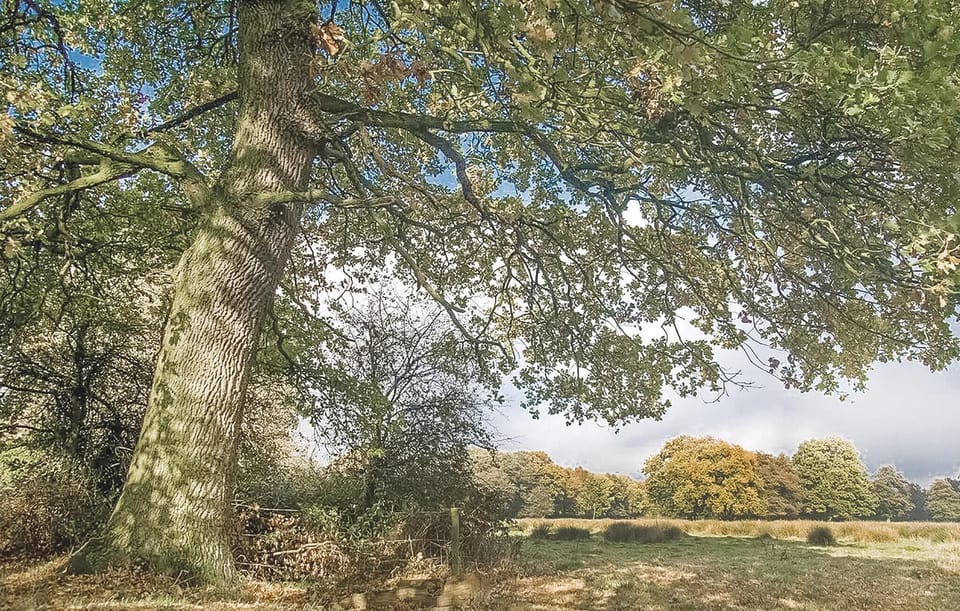 area