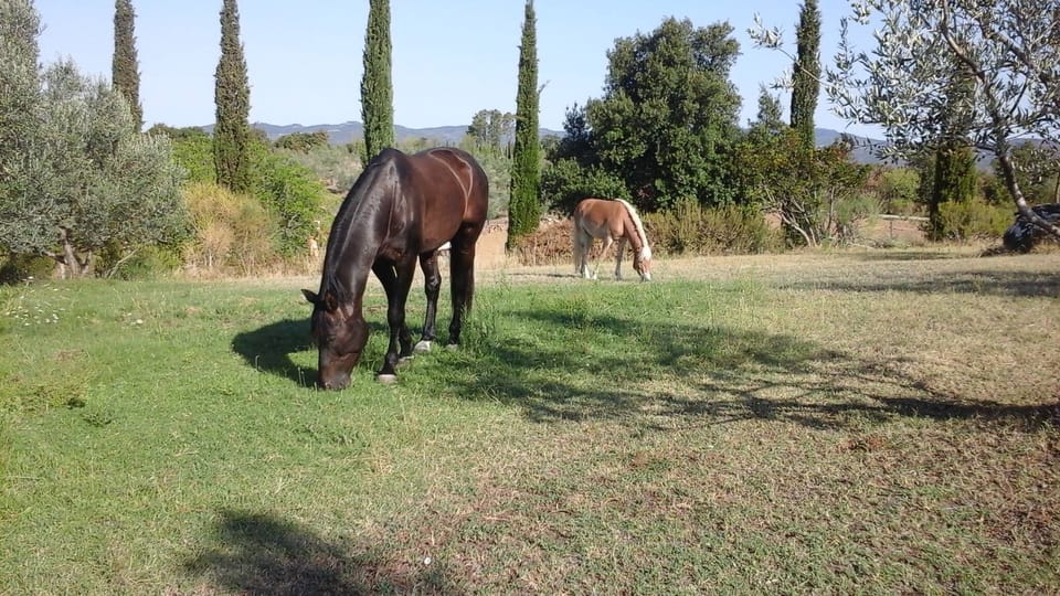 Horseback riding