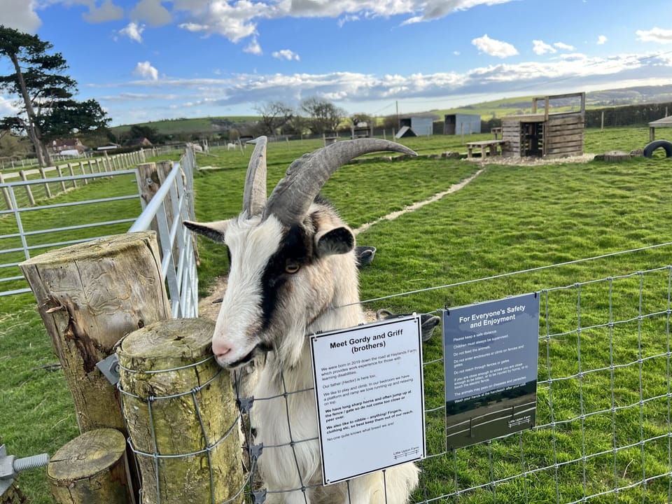 Gordy and Griff the resident goats.