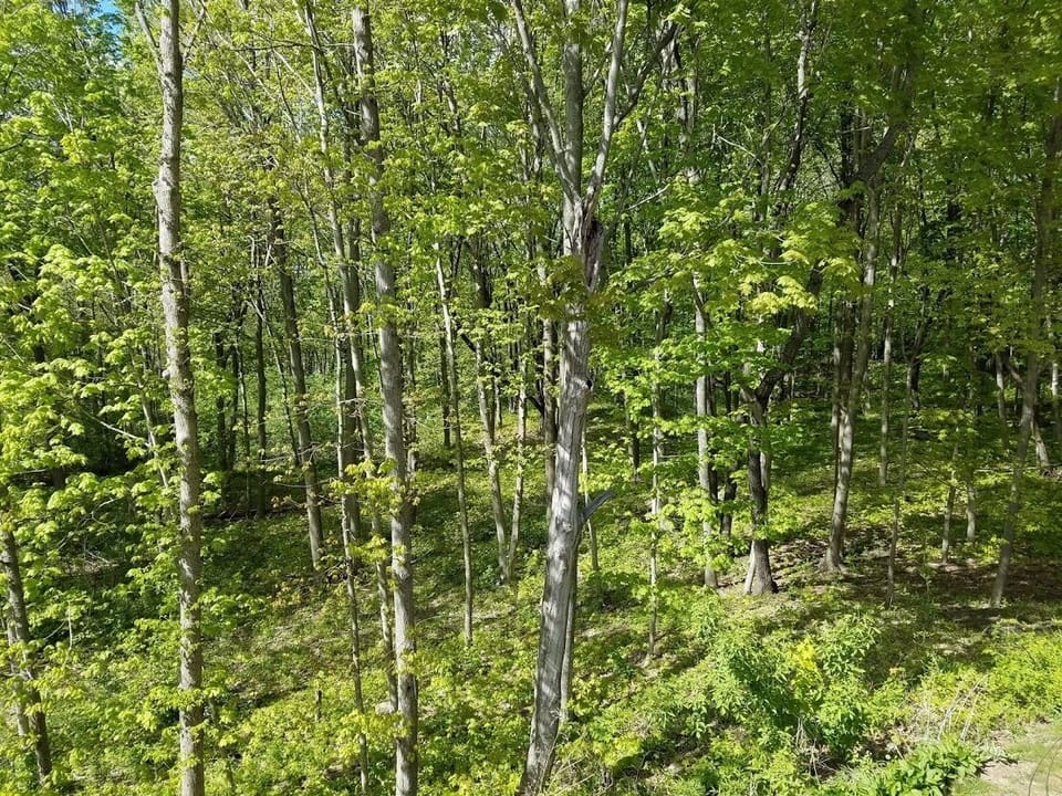 The view from the "Tree House".  Five beautiful wooded acres