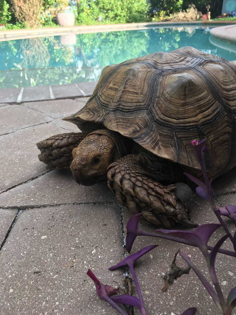 Tristan the tortoise!