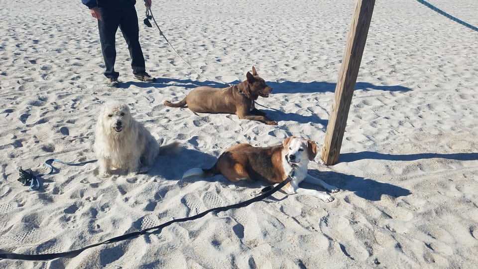 doggie beach